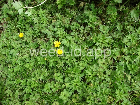 buttercup, creeping